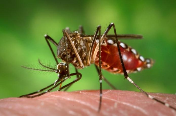 El mosquito Aedes aegypti es el principal responsable de la transmisión urbana de la fiebre amarilla. Su control en el hogar es vital para prevenir brotes en zonas pobladas