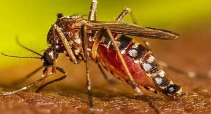 La fiebre amarilla es una enfermedad vírica aguda, hemorrágica, transmitida por la picadura de mosquitos infectados del género Aedes (urbano) o Haemagogus (selvático). Es una enfermedad endémica en áreas tropicales de África y América del Sur