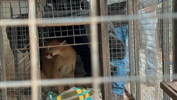 El puma encontrado en el barrio Lourdes será evaluado