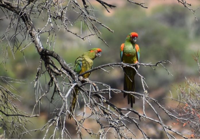 En el Día Mundial del Medio Ambiente, Bolivia mira sus desafíos ambientales