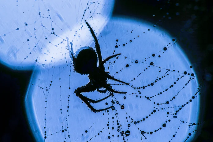 La expedición Cassai Life Atlas documentó en Angola una araña fluorescente