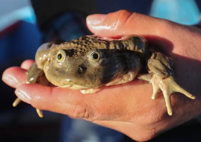 La rana gigante del Titicaca enfrenta una crisis