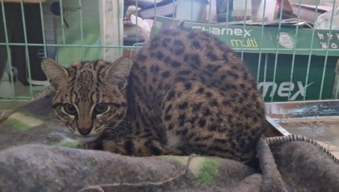 La panleucopenia cruzó del entorno doméstico a un felino silvestre