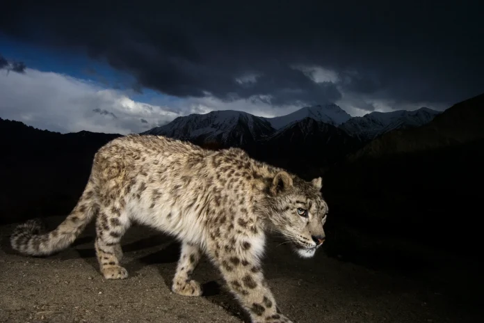 Leopardo nublado: todo sobre su día internacional